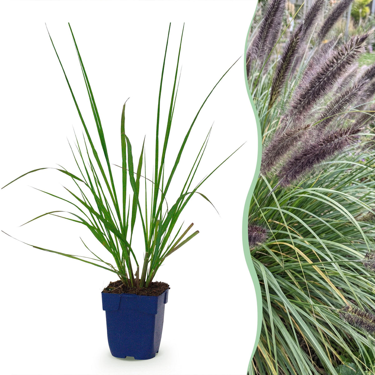 Pennisetum alop. 'Black Beauty' (Lampenputzergras) – Ø11 cm, 15–25 cm hoch