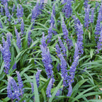 Liriope muscari 'Big Blue' (lilyturf) – 6 plants, Ø9 cm, 10–25 cm high