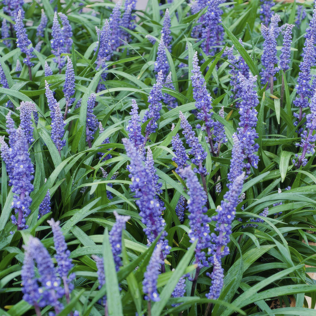 Liriope muscari 'Big Blue' (lilyturf) – 6 plants, Ø9 cm, 10–25 cm high – photo 6