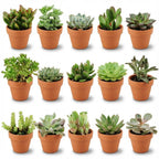 15× Vetplanten – Ø8 cm, 5–10 cm hoog
