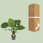 Alocasia Gageana California (olifantsoor) – Ø21 cm, 80 cm hoog