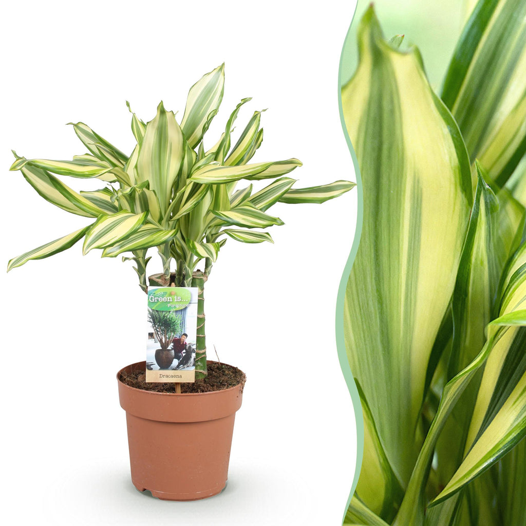 Dracaena fragrans Diamond Dream (Drachenbaum) – Ø 17 cm, 50–55 cm hoch