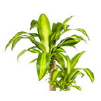 Dracaena fragrans Massangeana (Drachenbaum) – Ø 19 cm, 70–90 cm hoch
