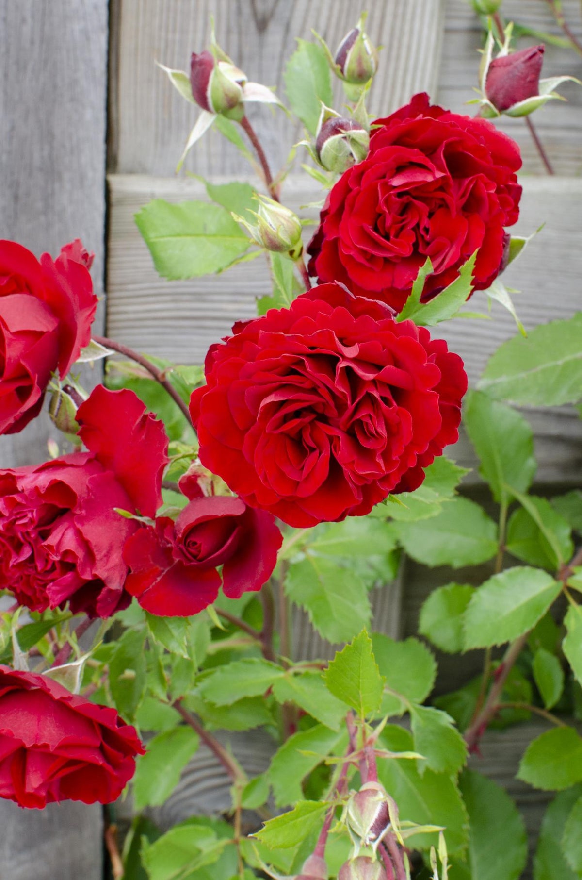 Rosa 'Crazy' (rose) – 3 plants, Ø15 cm, 65 cm high – art. 7686 – photo 4