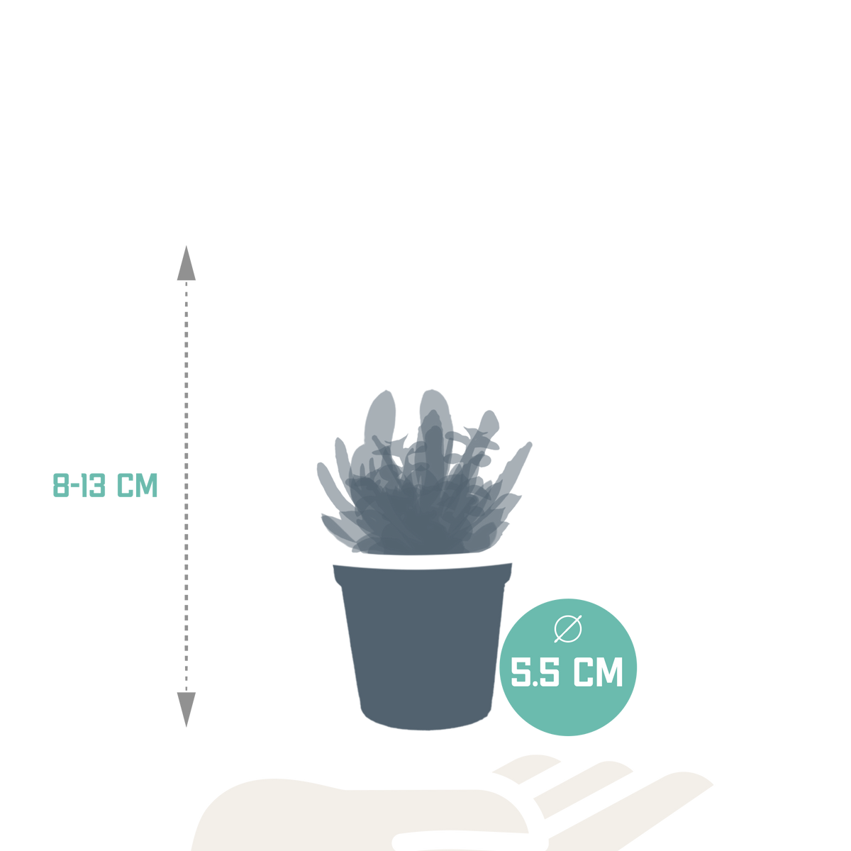 Sukkulenten ohne Übertopf – Ø 6 cm, 13 cm hoch