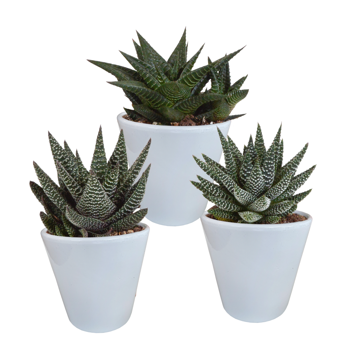 Mélange de Gasteria/Haworthia dans un pot blanc – Ø 10 cm, 18 cm de haut – photo 7