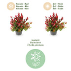 Leucothoe 'Little Flame' – rot – Ø17 cm, 40 cm hoch