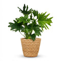 Philodendron Lickety split avec panier – Ø19 cm, 70 cm de haut
