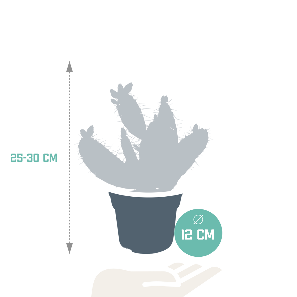 Opuntia quitensis (skivekaktus) – Ø12 cm, 30 cm høj