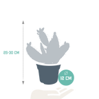 Opuntia quitensis (skivekaktus) – Ø12 cm, 30 cm høj
