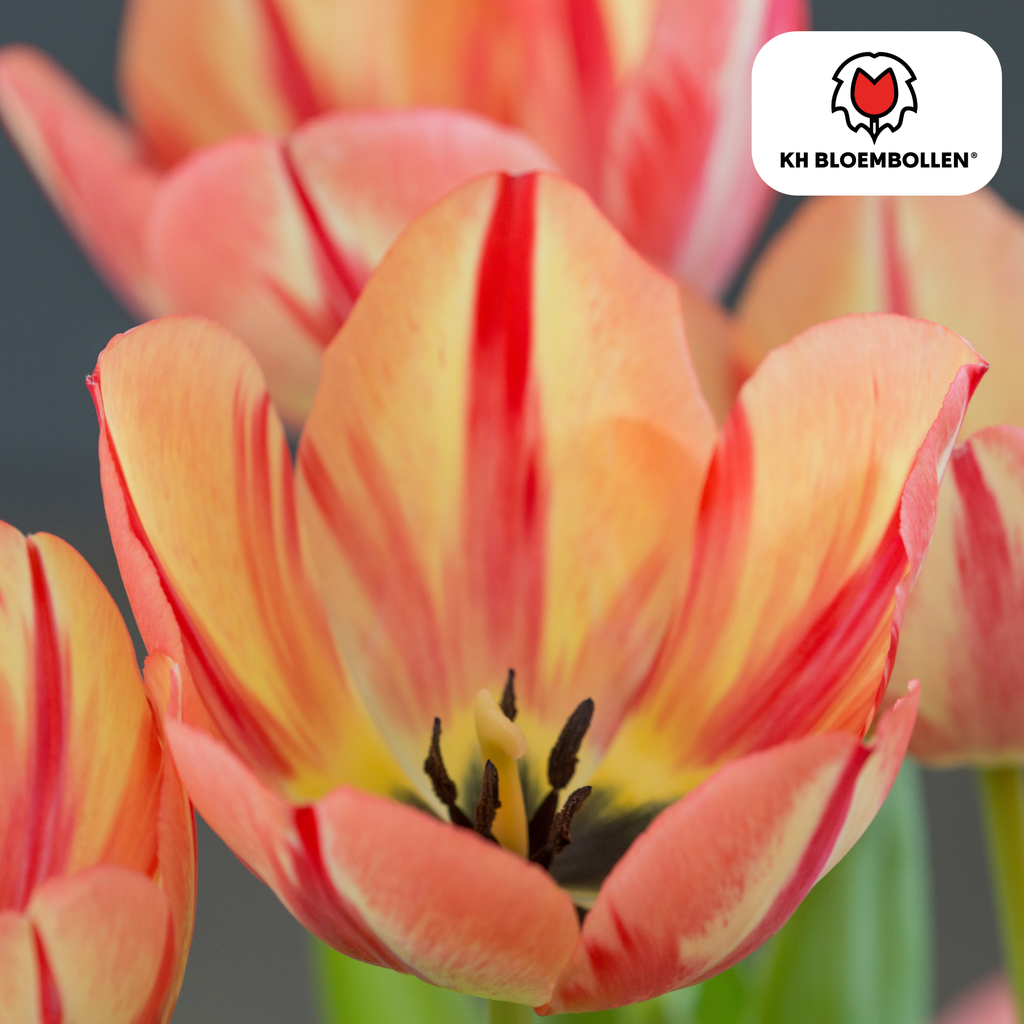 Tulpe 'Spring Break' – 20 Blumenzwiebeln (Zwiebelgröße 11/12)