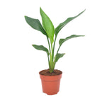 Strelitzia reginae (paradijsvogelbloem) – Ø12 cm, 40 cm hoog