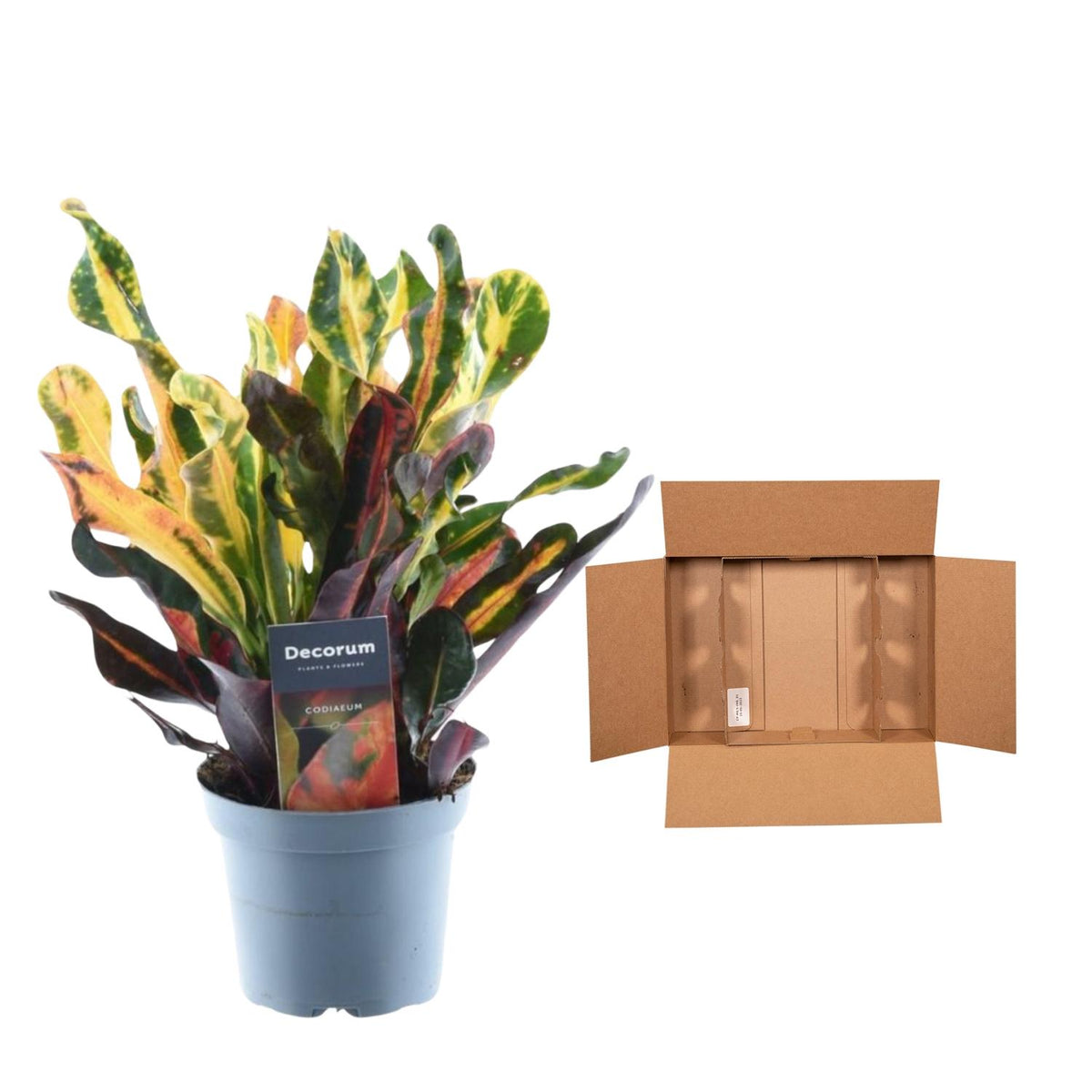 Codiaeum variegatum 'Mammi' (croton) – Ø12 cm, 30 cm hoog – foto 3