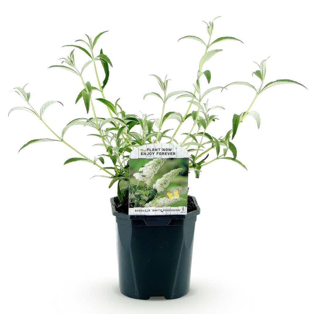Buddleja davidii 'White Profusion' (vlinderstruik) – wit – Ø17 cm, 45 cm hoog