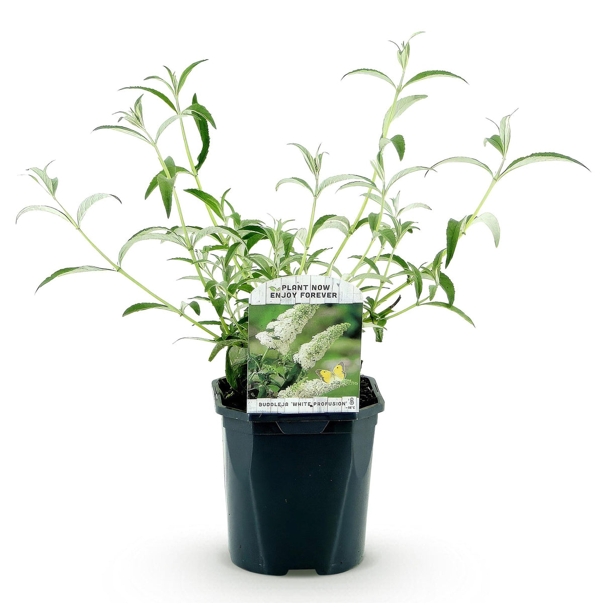 Buddleja davidii 'White Profusion' (vlinderstruik) – wit – Ø17 cm, 45 cm hoog