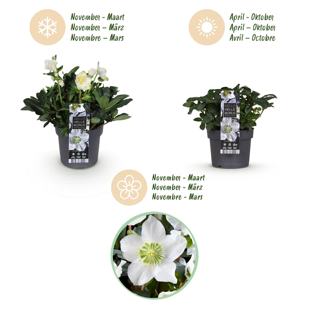 Helleborus 'Christmas Carol' (hellébore de Noël) – 2 plantes, Ø17 cm, 35 cm de haut – photo 9