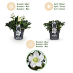Helleborus 'Christmas Carol' (hellébore de Noël) – 2 plantes, Ø17 cm, 35 cm de haut