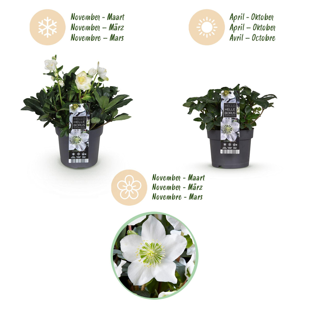 Helleborus 'Christmas Carol' (hellébore de Noël) – 2 plantes, Ø17 cm, 35 cm de haut – photo 9