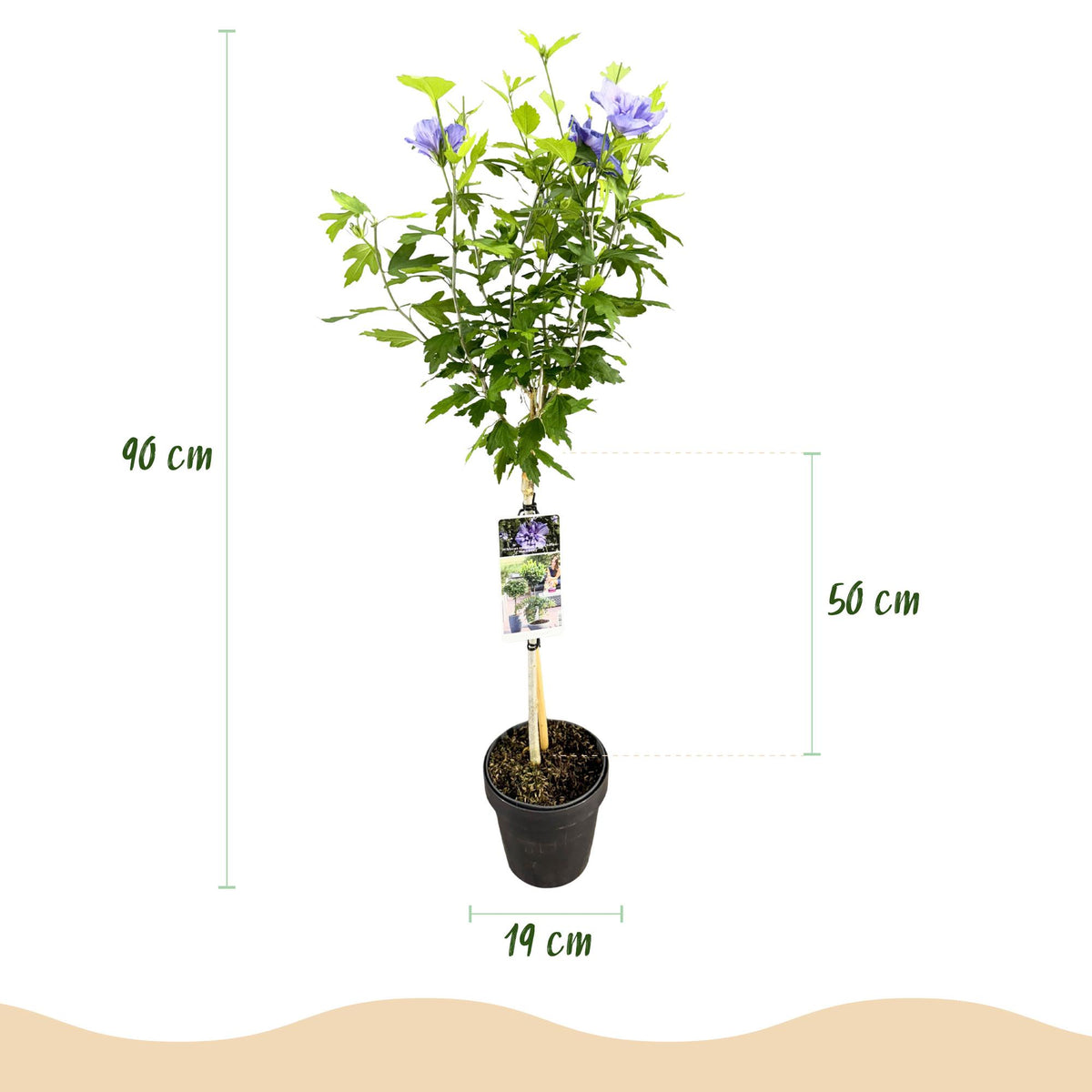 Hibiscus syriacus 'Blue Chiffon' (tuinhibiscus) op stam – Ø19 cm, 90 cm hoog