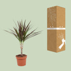 Dracaena Magenta (Drachenbaum) – Ø 12 cm, 50 cm hoch