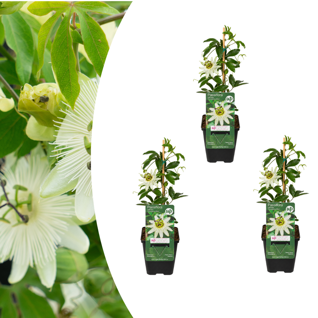 Passiflora caerulea 'Constance Elliott' (passionsblomst) – 3 planter