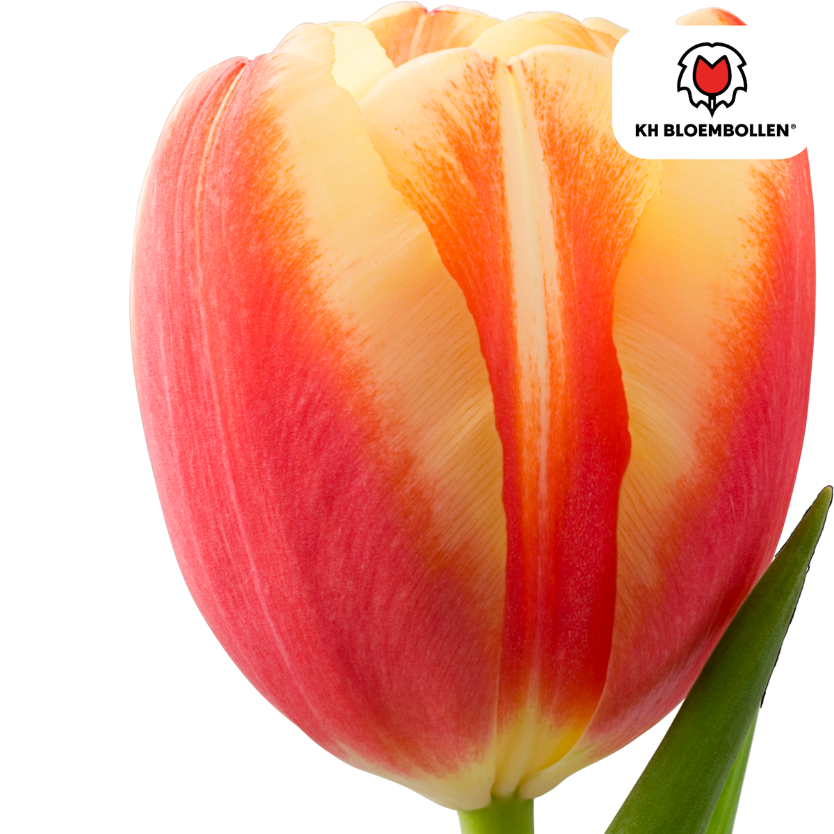 Tulpe 'Jan Seignette' – 20 Blumenzwiebeln (Zwiebelgröße 11/12)