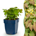Epimedium perralch. 'Frohnleiten' (polystichum) – jaune – Ø11 cm, 15–25 cm de haut