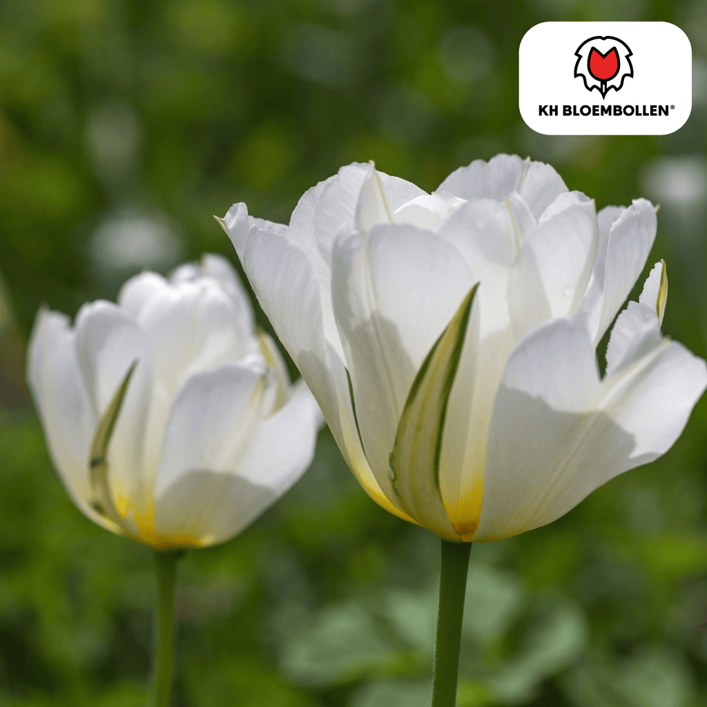 Tulpe 'White Valley' – 20 Blumenzwiebeln (Zwiebelgröße 11/12)