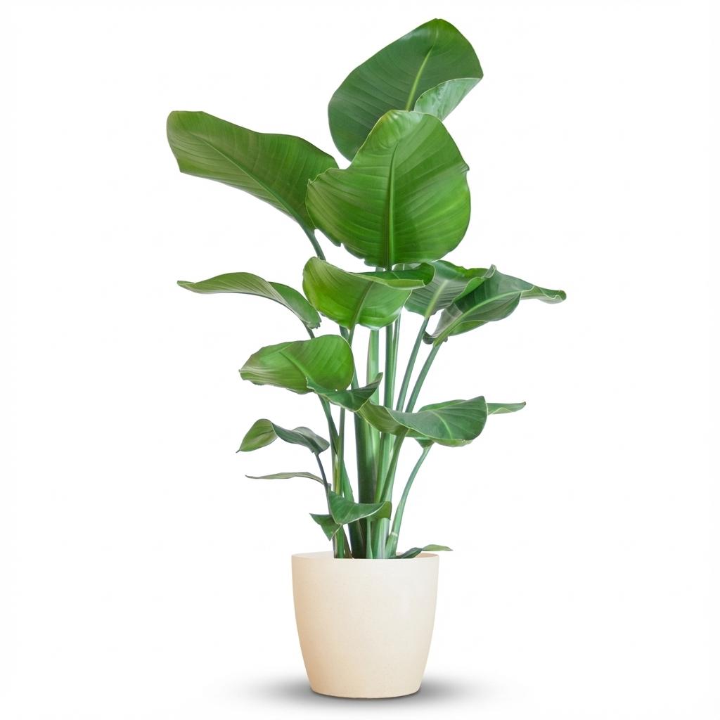 Strelitzia nicolai (weiße Paradiesvogelblume) im dekorativen Topf – Ø 21 cm, 80 cm hoch – weiß