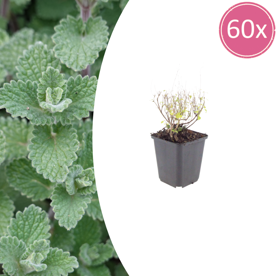 Calamintha nemorosa nepeta (steentijm) – 60 planten, Ø9 cm, 10–25 cm hoog