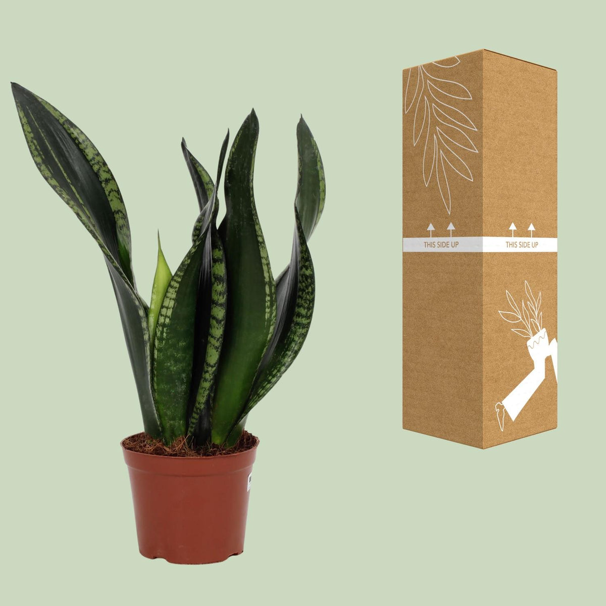 Sansevieria Whitney (vrouwentong) – Ø12 cm, 27 cm hoog