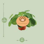 Pilea peperomioides (pannenkoekplant) – Ø12 cm, 20 cm hoog – art. 13044