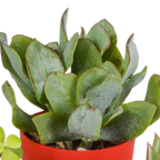 Sukkulenten – Ø 6 cm, 16 cm hoch