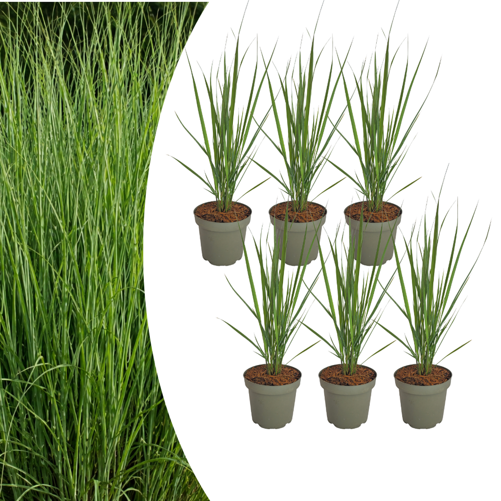 Panicum virgatum 'Northwind' (Fingergras) – 6 Pflanzen, Ø 12 cm