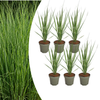 Panicum virgatum 'Northwind' (Fingergras) – 6 Pflanzen, Ø 12 cm