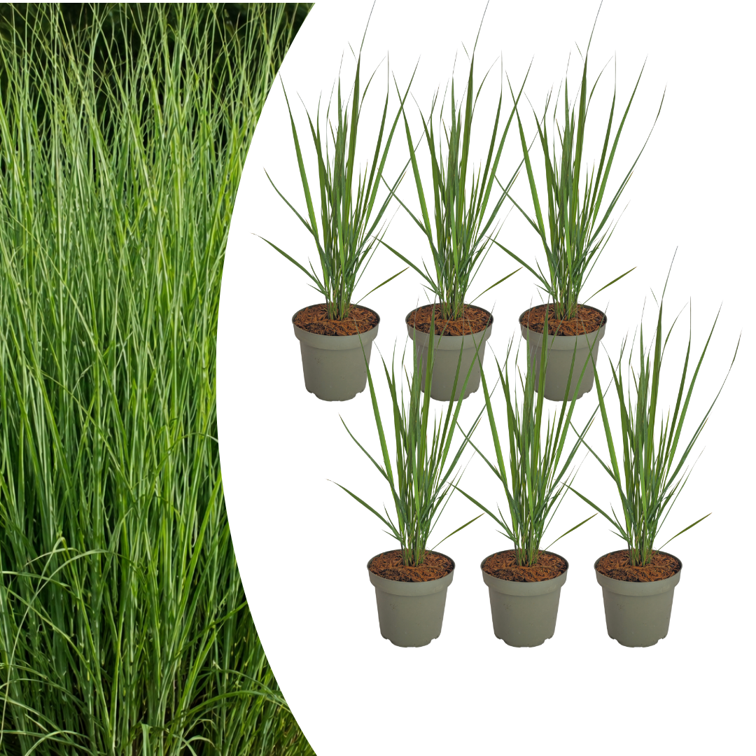 Panicum virgatum 'Northwind' (Fingergras) – 6 Pflanzen, Ø 12 cm