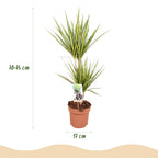 Dracaena Sunray (drakenboom) – Ø17 cm, 70–75 cm hoog