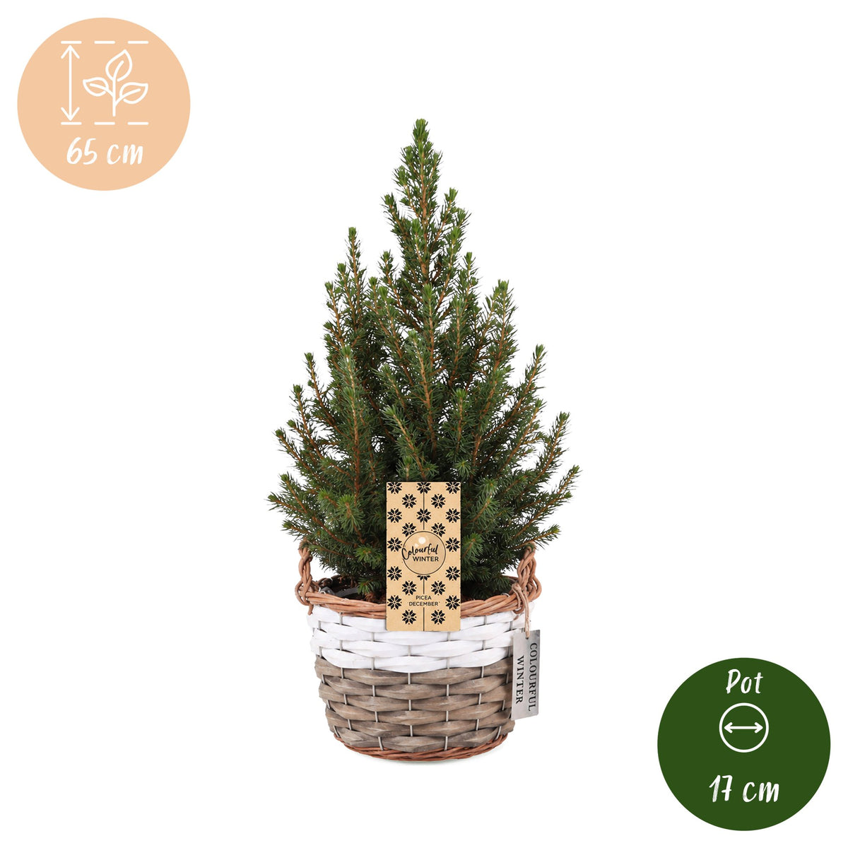 4× Picea glauca Conica (petit sapin de Noël) avec panier – Ø17 cm, 65 cm de haut