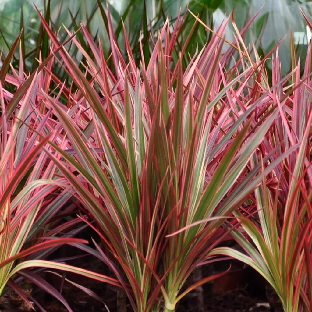 Dracaena Magenta (drakträd) – Ø17 cm, 70–80 cm hög