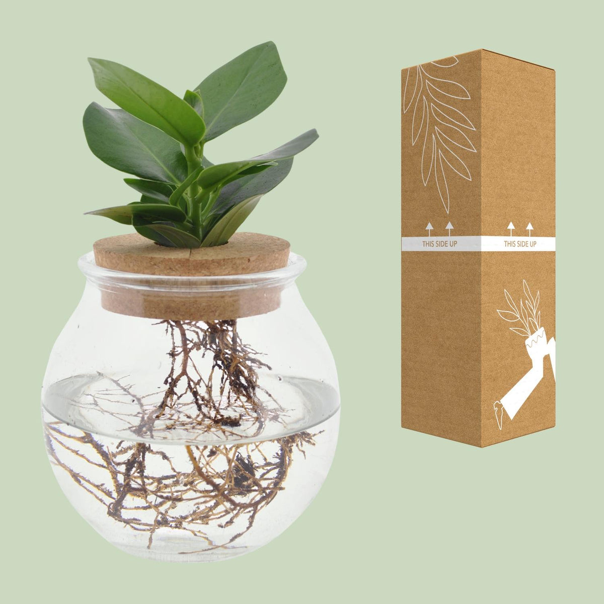 Clusia im Kugelglas – Ø 12 cm, 30 cm hoch