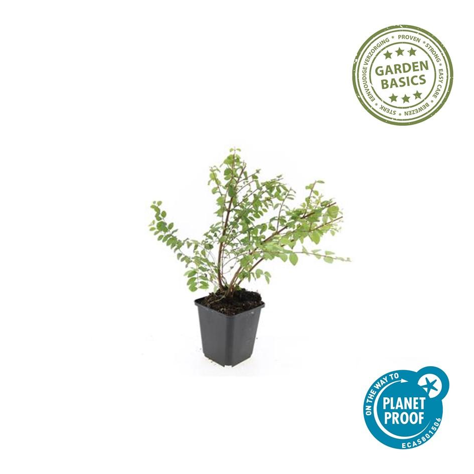 Symphoricarpos ch. 'Hancock' (snowberry) – 24 plants, Ø9 cm, 10–25 cm high – photo 4