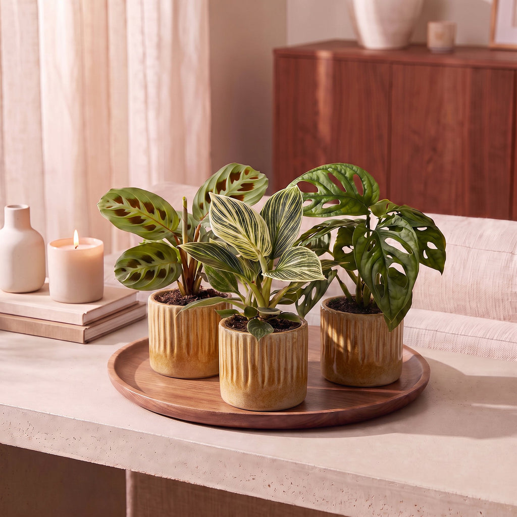 3× Surprise box of houseplants incl. Linnea Honey – Ø6 cm, 5–15 cm tall – photo 3