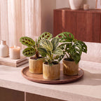 3× Surprise box of houseplants incl. Linnea Honey – Ø6 cm, 5–15 cm tall