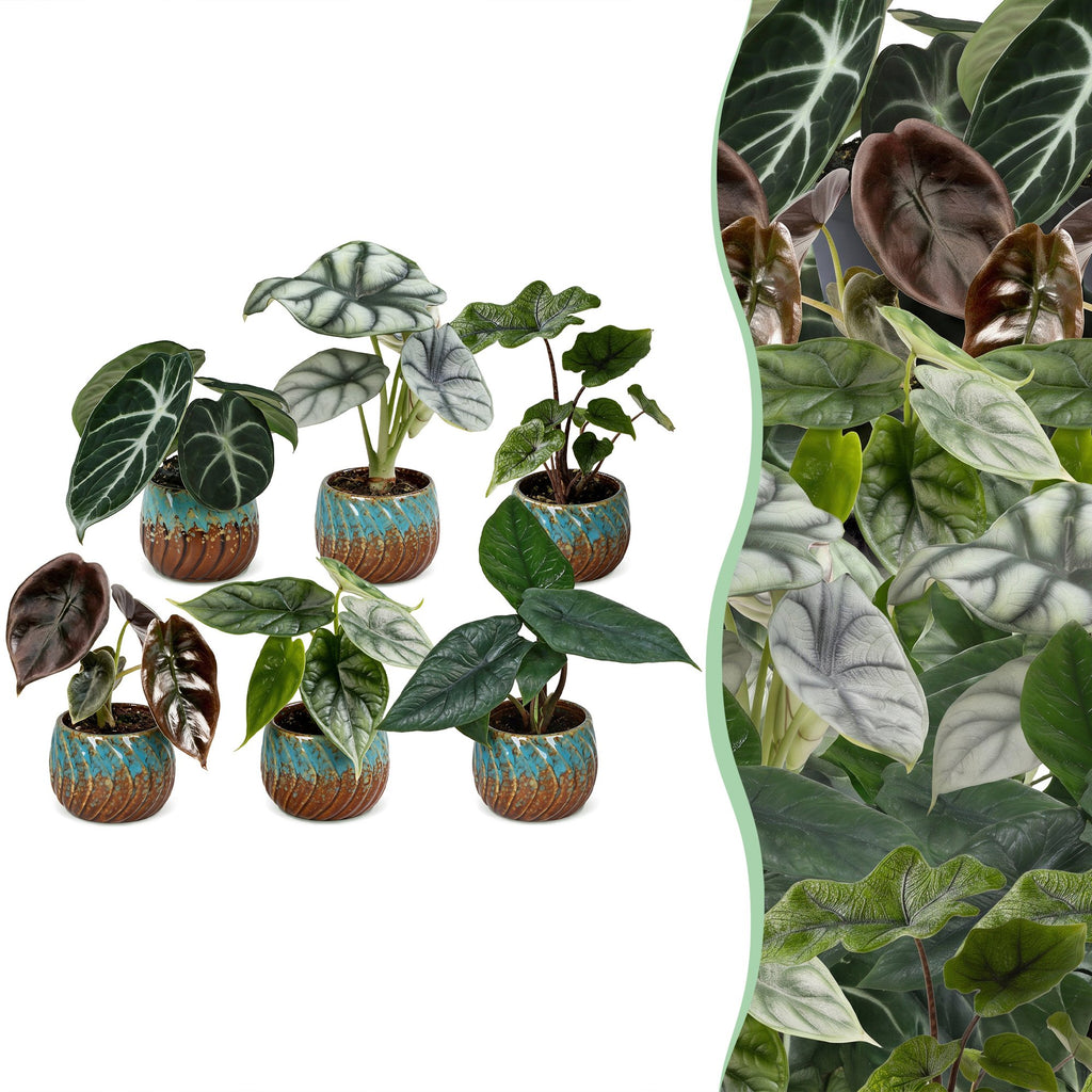 6× bébé Alocasia Famille (oreille d’éléphant) incl. Copper Reef – Ø6 cm, 12 cm de haut