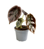 Alocasia Cuprea Red (oreille d'éléphant) – Ø6 cm, 12 cm de haut