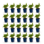 Persicaria amplexicaulis 'Rosea' (pourpier) – rose – 24 plantes, Ø11 cm, 15–25 cm de haut