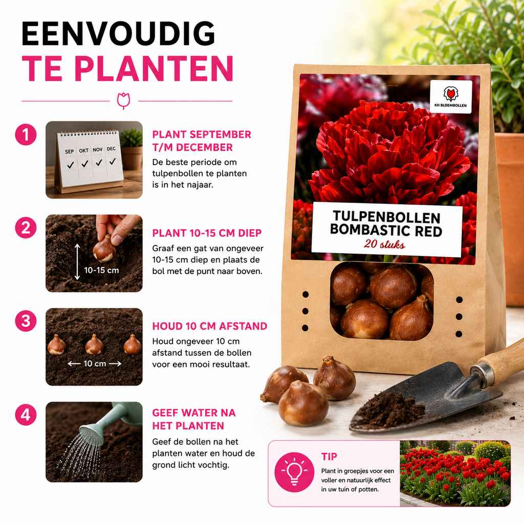 Tulipe 'Bombastic Red' – 20 bulbes (calibre 11/12)