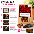 Tulipe 'Bombastic Red' – 20 bulbes (calibre 11/12)