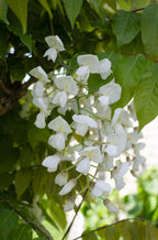 Wisteria floribunda 'Longissima Alba' (Japanese wisteria) – 2 plants, Ø15 cm, 65 cm high