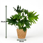 Philodendron Lickety split avec panier – Ø19 cm, 70 cm de haut